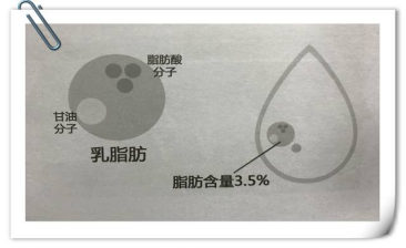 沒奶味 沒有奶皮子？答案都在乳脂中